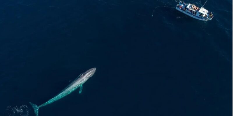 Ісландія видає ліцензію на забій китів