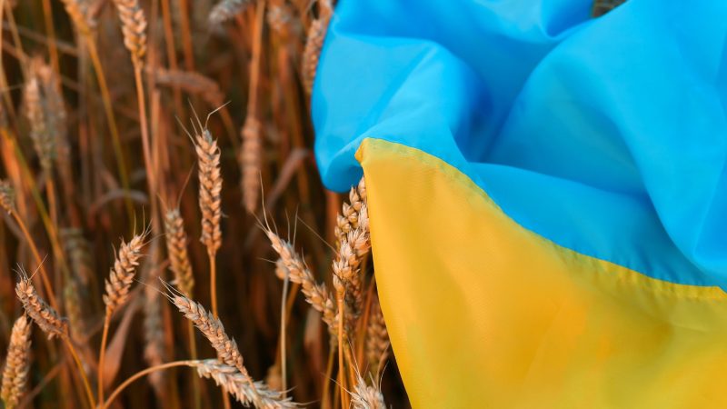 Україна з початку сезону експортувала понад 5 млн тонн зернових