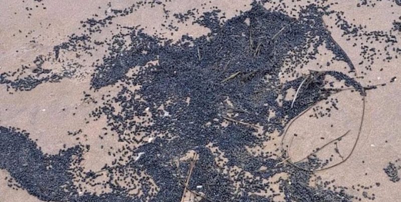 Мікропластик на пляжах Британії, екологи повідомляють про один із найбільших витоків
