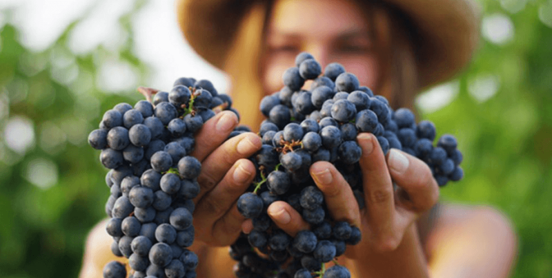 Виноград у косметології, природна зброя проти зморшок і тьмяності шкіри